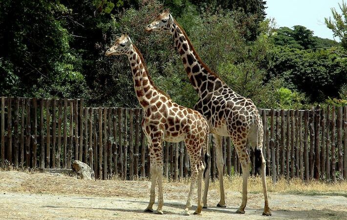 bioparco roma