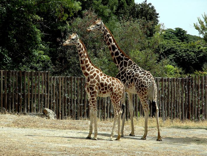 Visita al Bioparco di Roma: orari e biglietti